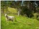 42 Batemans Road, Morans Crossing NSW 2550