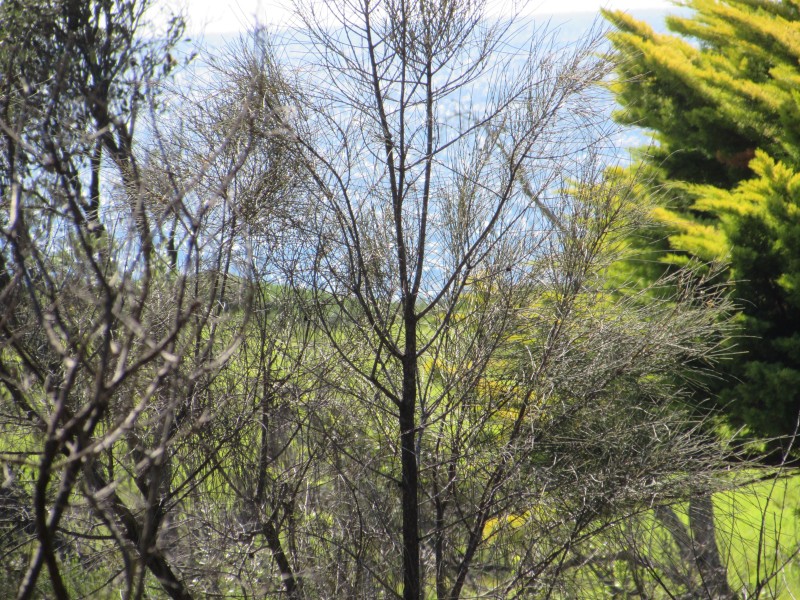 Lot 1 and 8 Dalmeny Drive, Kianga NSW 2546
