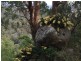 198 Hore Lacey’s Road, Brogo NSW 2550