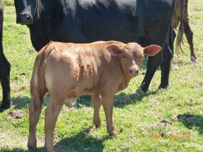 33 River Road, Repton NSW 2454