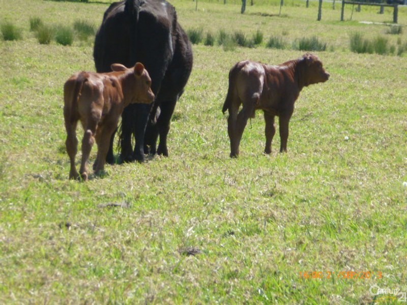 33 River Road, Repton NSW 2454