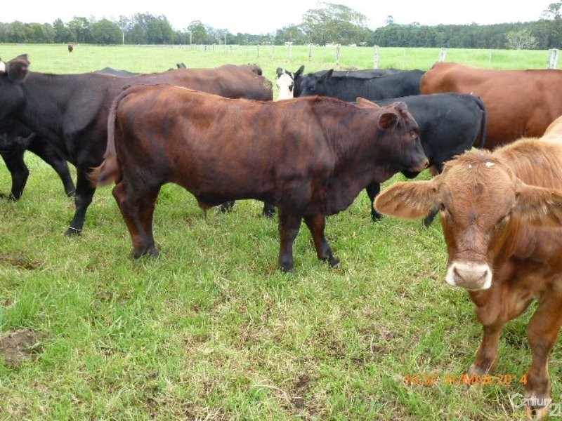 33 River Road, Repton NSW 2454