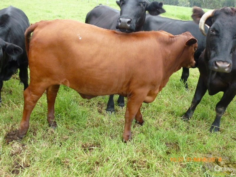 33 River Road, Repton NSW 2454