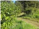 161 Richards Road, Newee Creek NSW 2447