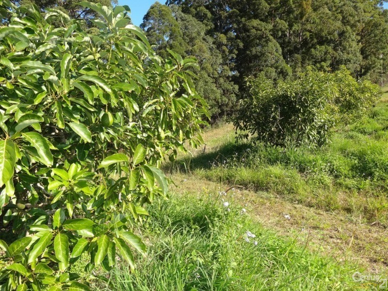 161 Richards Road, Newee Creek NSW 2447
