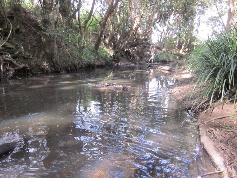 Bucca NSW 2450