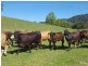 Upper Orara NSW 2450