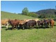 Upper Orara NSW 2450