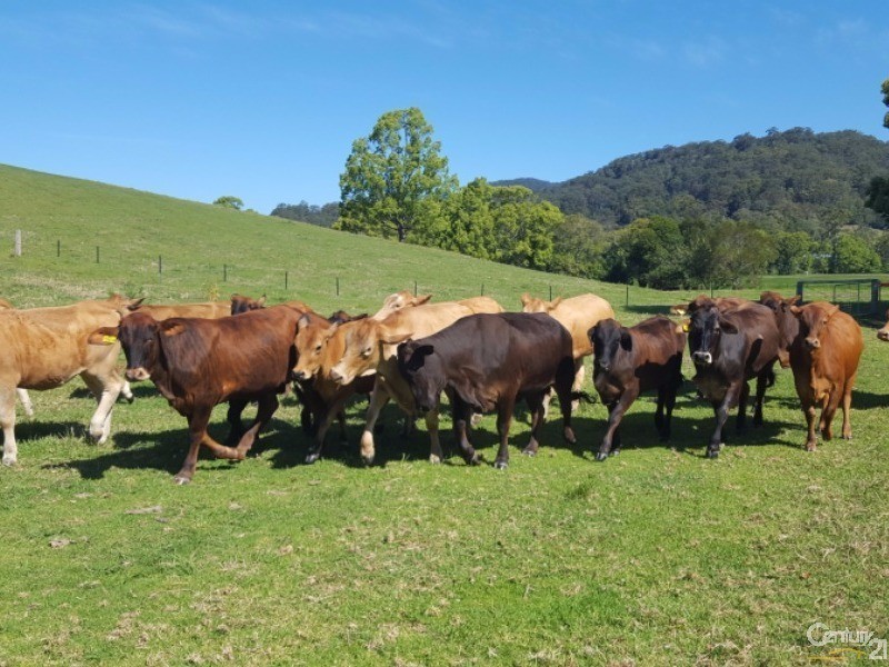 Upper Orara NSW 2450