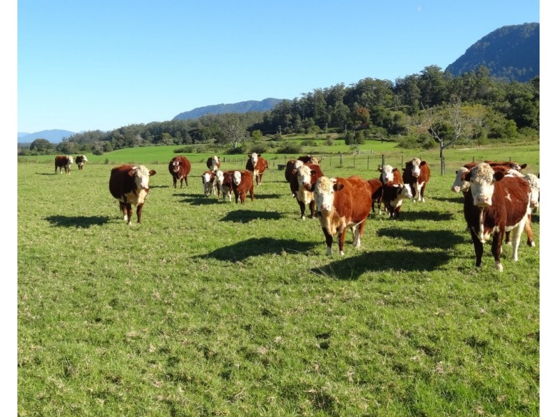 219 Summerville Road-Thora, Bellingen NSW 2454