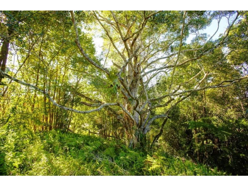 12-22 Dudley Street, Bellingen NSW 2454