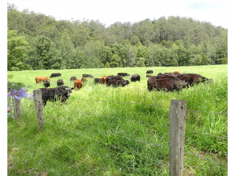 1446 Kalang Road, Bellingen NSW 2454