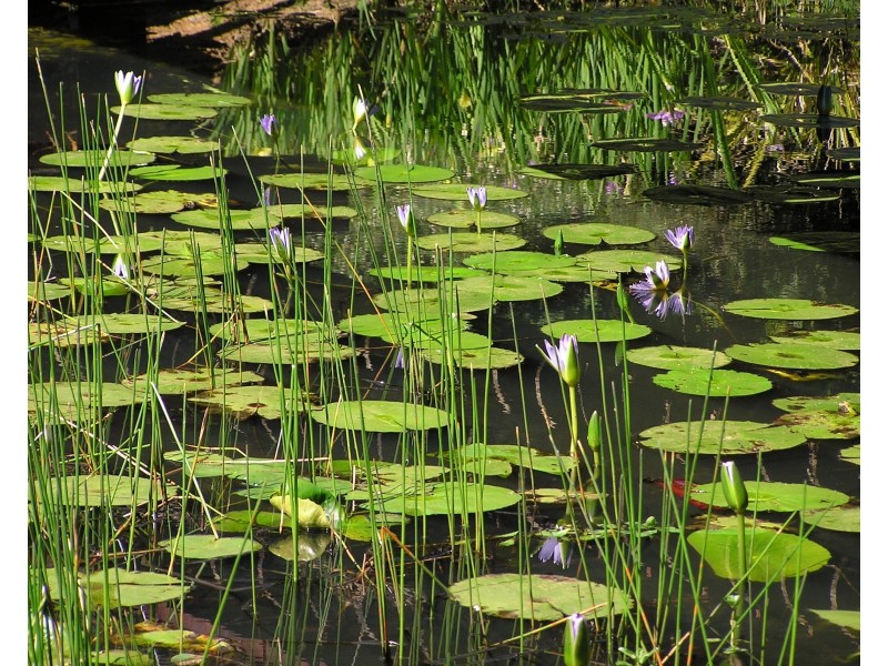 241 Hydes Creek Road, Bellingen NSW 2454