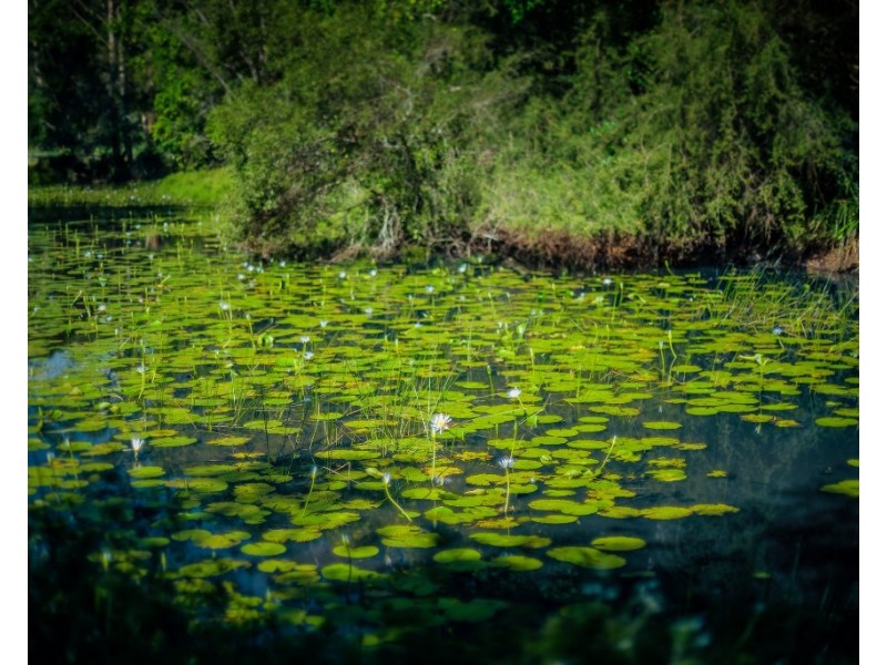 241 Hydes Creek Road, Bellingen NSW 2454