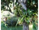 Bellingen NSW 2454