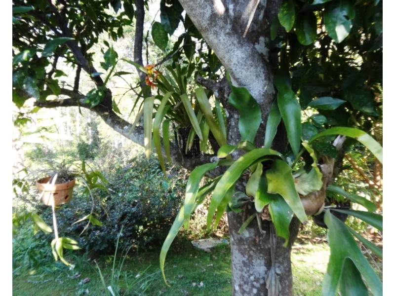 Bellingen NSW 2454