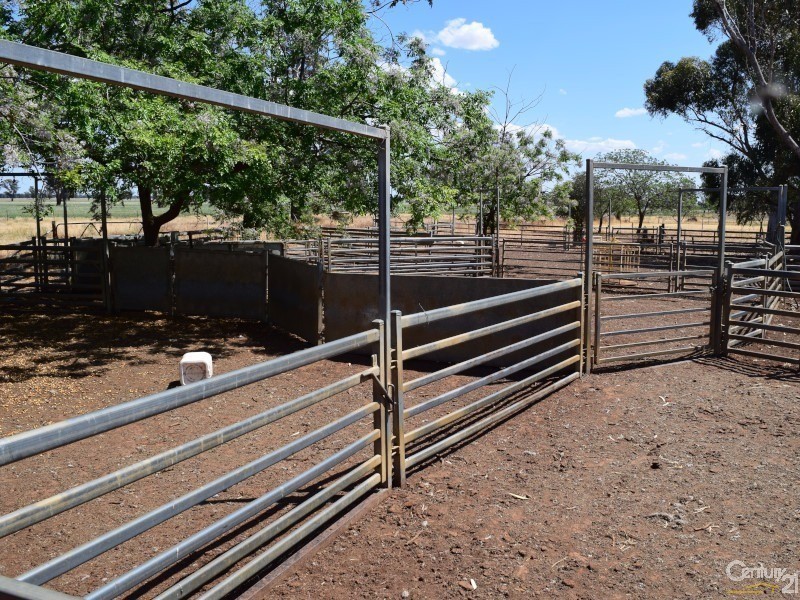 3099 “Glenwarrie” The Tullamore / Narromine Road, Peak Hill NSW 2869