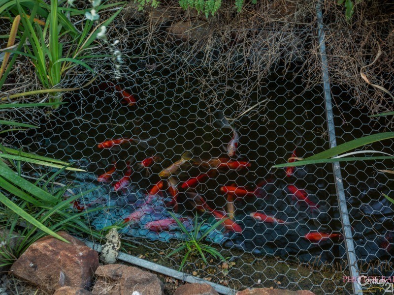 47 Iris Street, Gilgandra NSW 2827