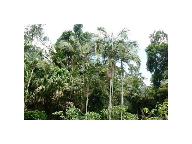 East Wardell NSW 2477