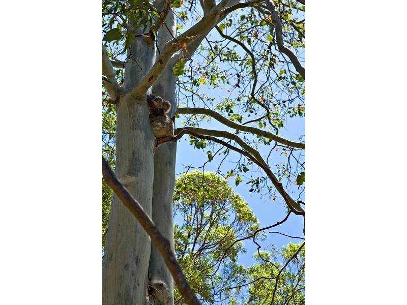 8 Hills Rd, Rileys Hill NSW 2472