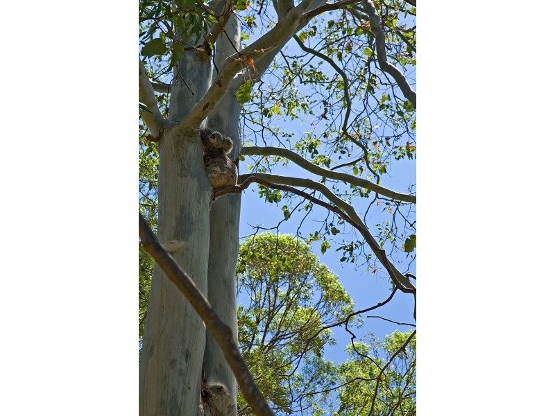 10 Hills Road, Rileys Hill NSW 2472