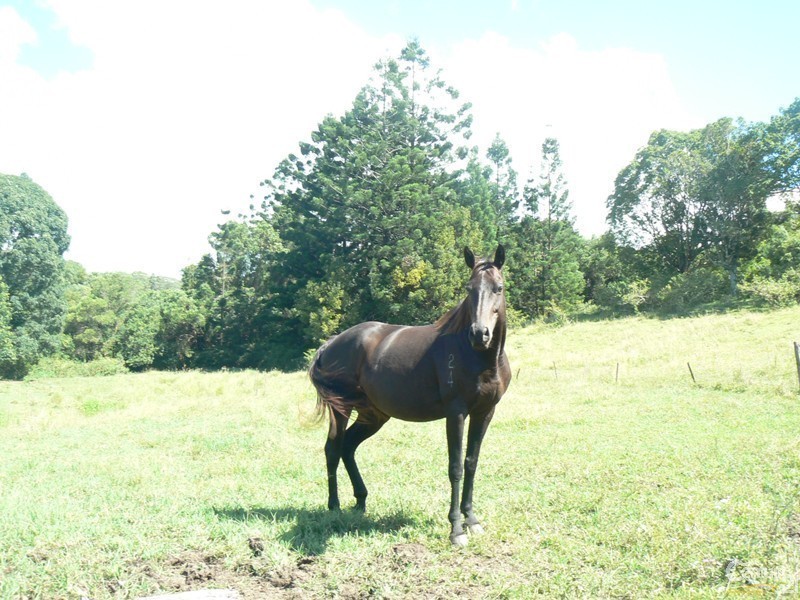 179 Hensons Road, Wyrallah NSW 2480