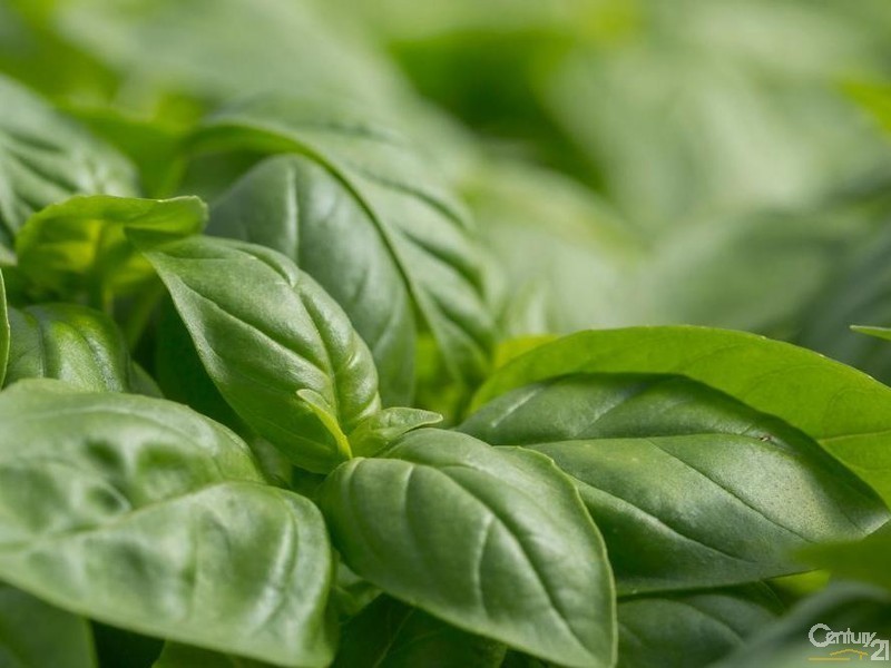 38 Faulkner Road, Lismore NSW 2480