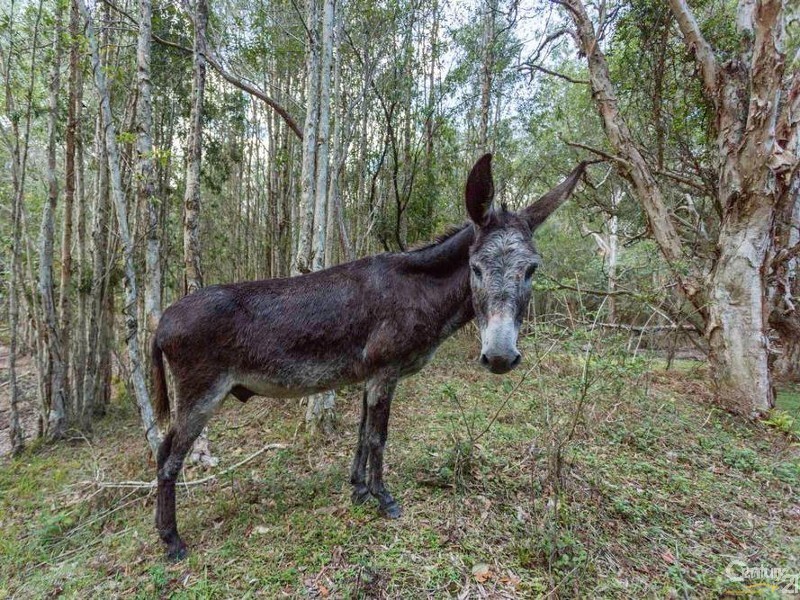 590 Gap Road, Woodburn NSW 2472