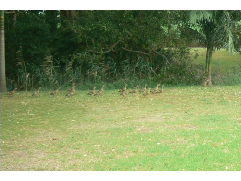 425 Pimlico Road, Pimlico NSW 2478