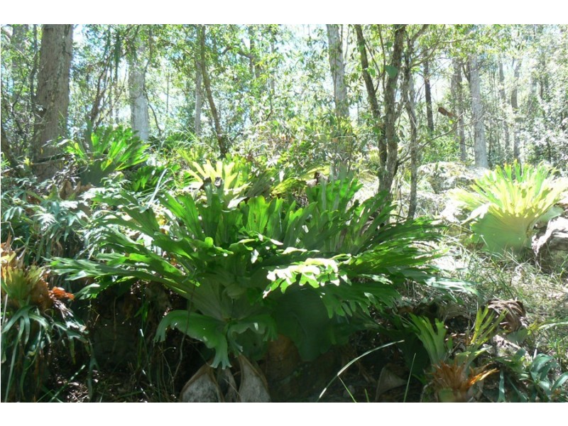 575 Bagotville Road, Meerschaum Vale NSW 2477