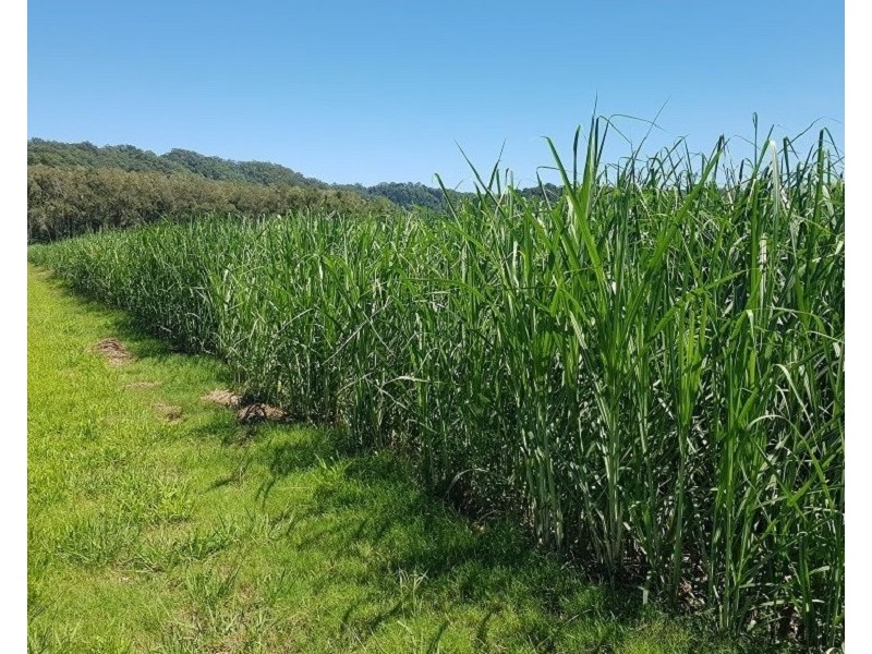 Lot 1 Pacific Highway, Pimlico NSW 2478
