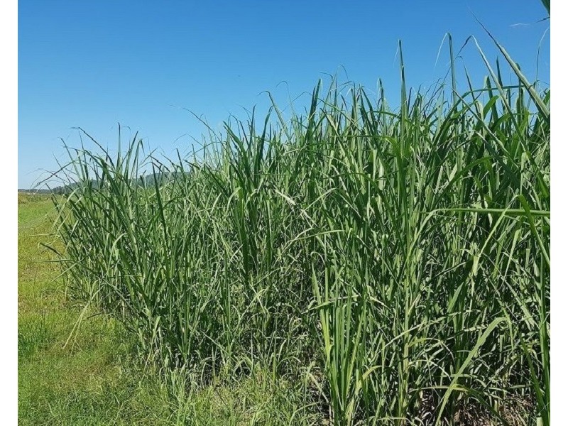 Lot 1 Pacific Highway, Pimlico NSW 2478