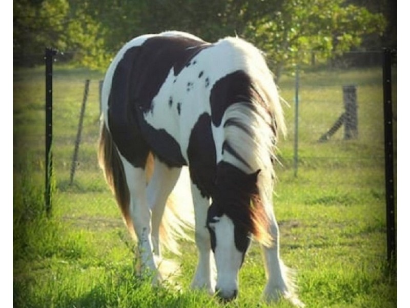 855  Pimlico Road, Pimlico NSW 2478