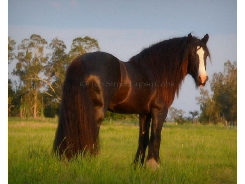 855  Pimlico Road, Pimlico NSW 2478