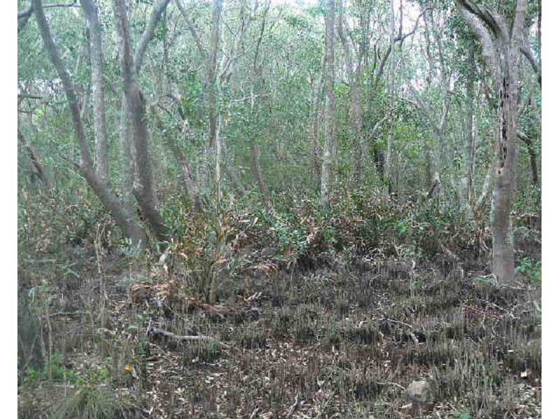 Lot 1 Pimlico Road, Pimlico NSW 2478