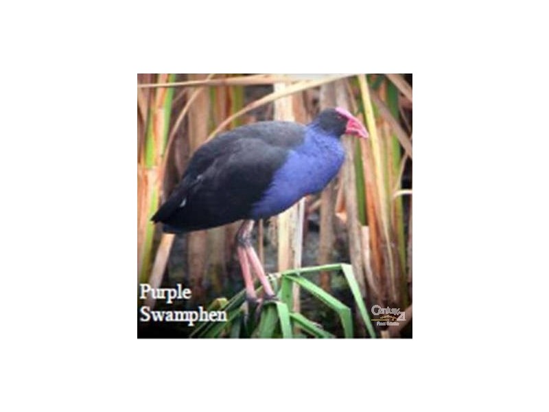 65 Coachwood Drive, Warabrook NSW 2304