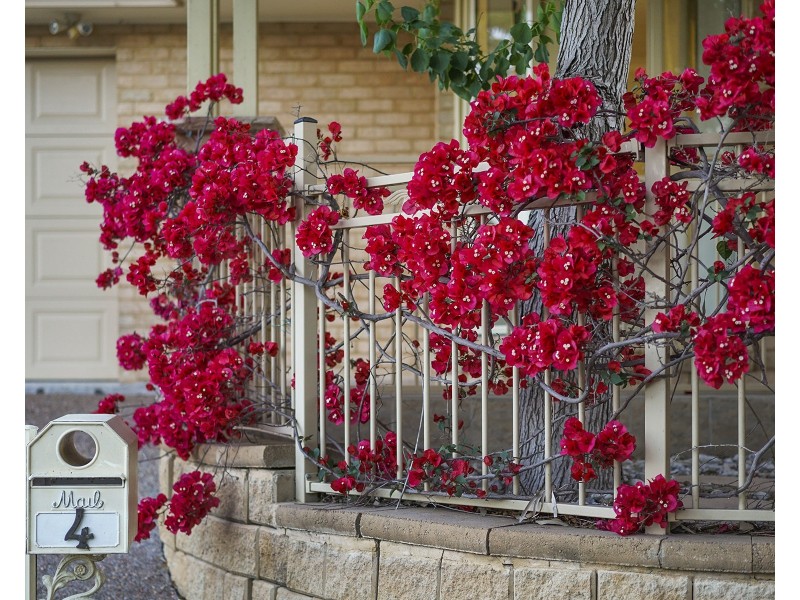 4 Jacana Way, Maryland NSW 2287