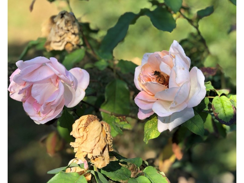 4 Hunt Street, Schofields NSW 2762