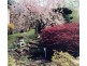 Hazelbrook NSW 2779