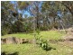 11 Eastern Avenue, Hazelbrook NSW 2779