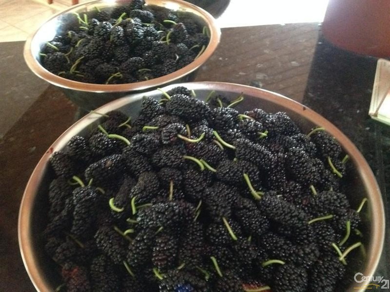 Faulconbridge NSW 2776