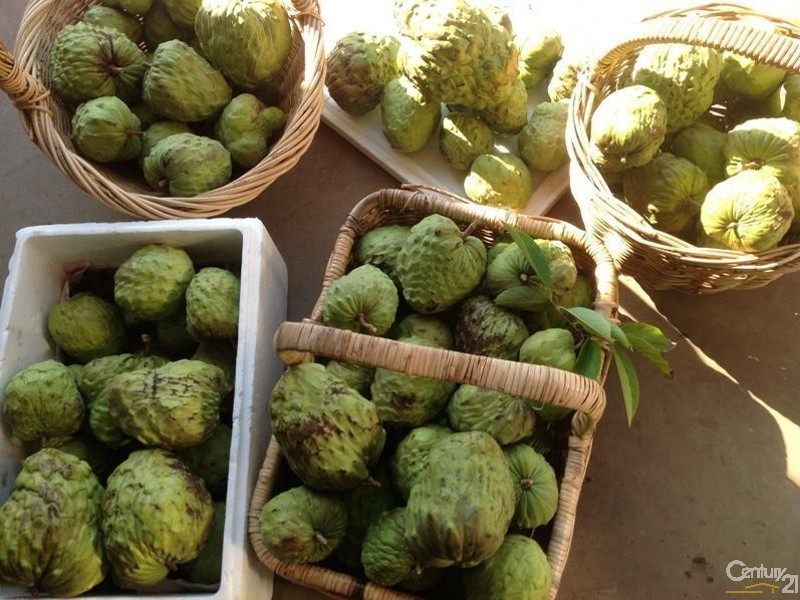 Faulconbridge NSW 2776