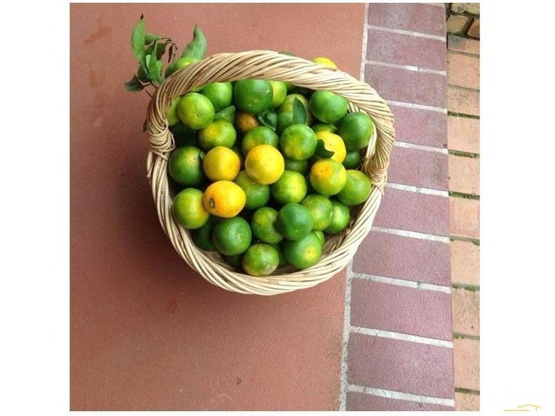 Faulconbridge NSW 2776