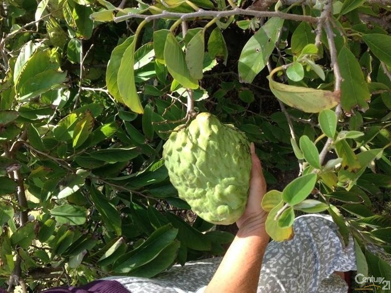 Faulconbridge NSW 2776