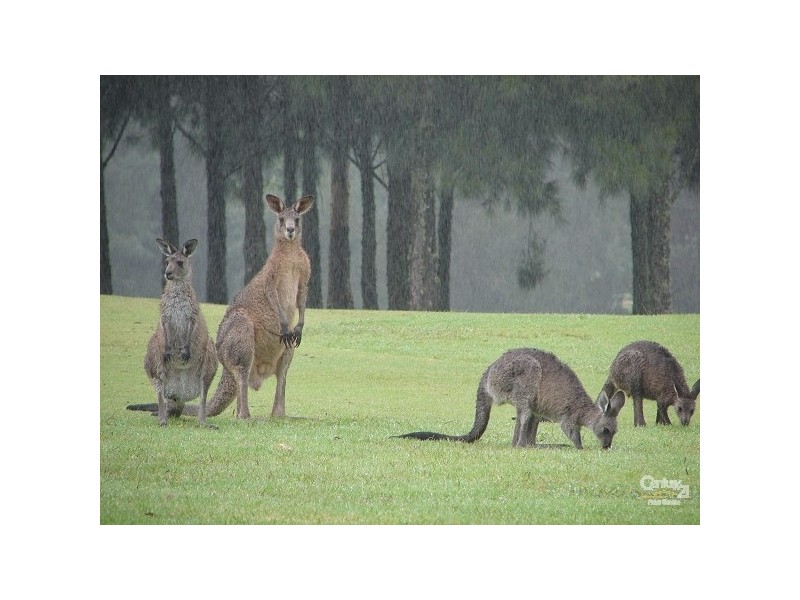 74/390 Mount Scanzi Road, Kangaroo Valley NSW 2577