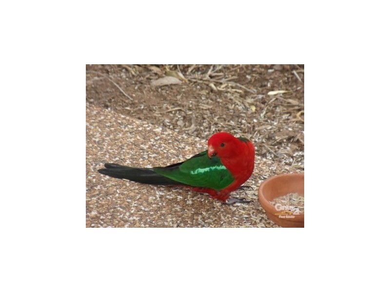 3 Percival Avenue, Appin NSW 2560