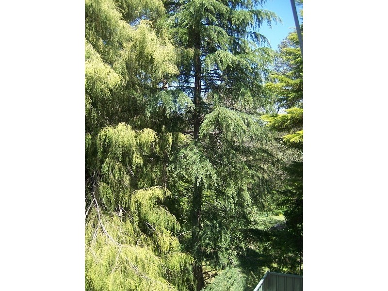 Blaxland NSW 2774