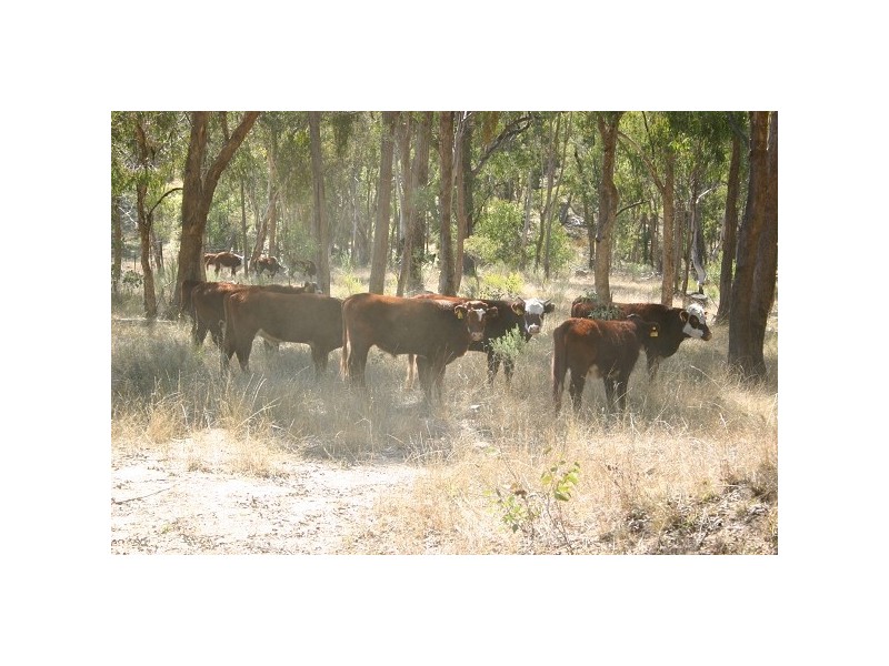 Kingstown NSW 2358
