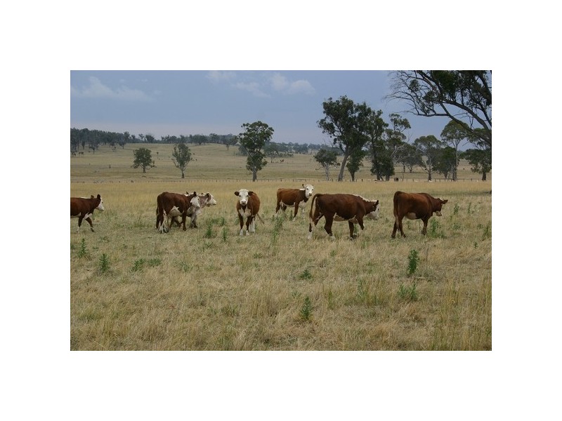 Dangarsleigh NSW 2350
