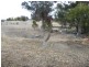 Hillgrove NSW 2350